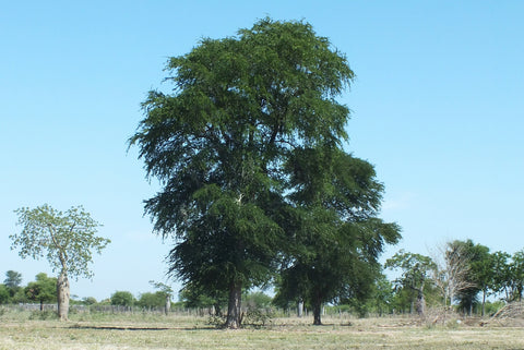 Guaicwood - Bulnesia sarmientoi