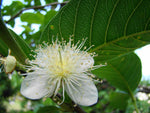 Guava Leaf - Psidium guajava