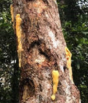 Gurjun Balsam - Dipterocarpus turbinatus