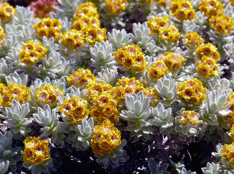Helichrysum - Immortelle - Helichrysum italicum