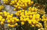 Helichrysum Absolute - Immortelle - Helichrysum angustifolium