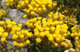 Helichrysum Immortelle - Hydrosol - Helichrysum italicum Hydrosol
