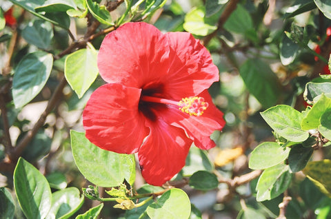 Hibiscus - Hibiscus sabdariffa