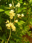 Hina - Lawsonia inermis