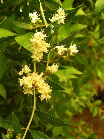 Hina - Lawsonia inermis