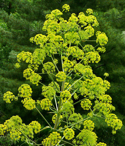 Asafoetida - Hing - Ferula asafoetida