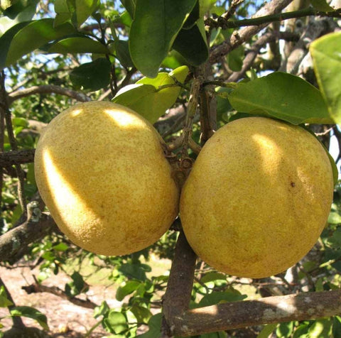 Hirado Buntan - Japanese Pomelo - Citrus maxima