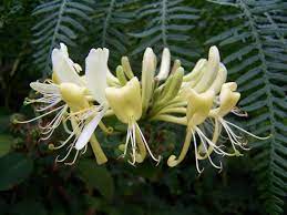 Honeysuckle Hydrosol - Lonicera caprifolium