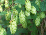 Hops - Humulus lupulus