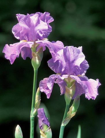 Iris Absolute - Orris Absolute  - Iris pallida