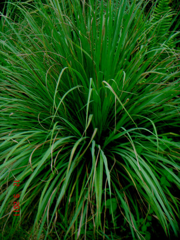 Jamarosa - Cymbopogon khasians