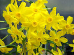 Jonquil Absolute - Rush Daffodil - Narcissus jonquilla L
