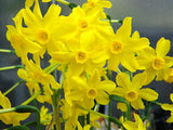 Daffodil Hydrosol - Narcissus jonquilla Hydrosol