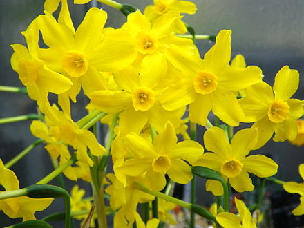 Jonquil Absolute - Rush Daffodil - Narcissus jonquilla L