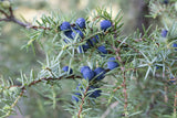 Tea-Tree and Juniper Foot Gel