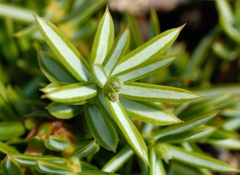 Juniper Leaf - Juniperus communis