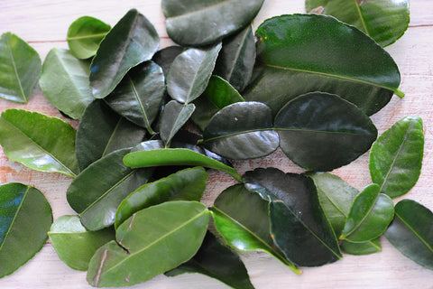 Kaffir Lime Leaf - Makrut Lime Leaf - Citrus hystrix
