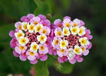 Lantana Camara - Radriaka - Lantana camara