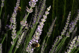Lavandin Hydrosol - Lavandula x intermedia