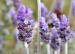 Vanilla, Geranium & Lavender Foot Lotion or Cream