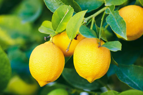 Lemon Hydrosol - Citrus limon Hydrosol