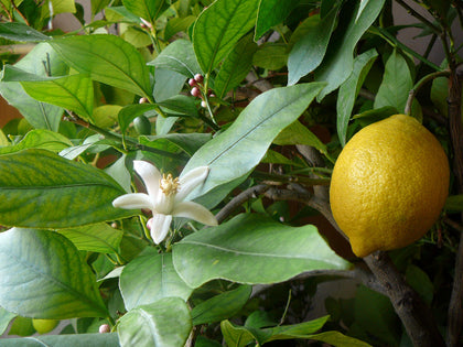 Lemon Blossom Absolute - Citrus limon