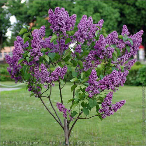 Lilac Absolute - Syringa vulgaris