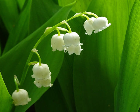 Lily of the Valley Absolute - Convallaria majalis