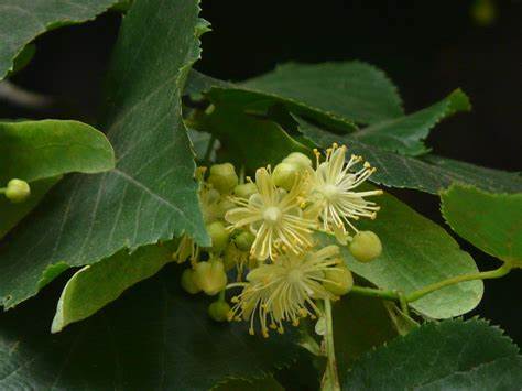 Linden Blossom Absolute - Tilia cordata