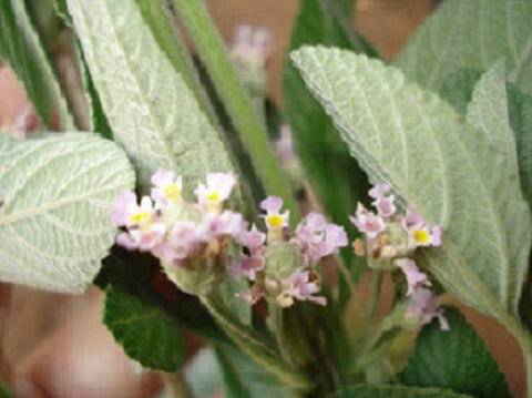 White Verbena - Bushy Matgrass - Lippia alba