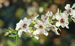Manuka Hydrosol - Leptospermum scoparium