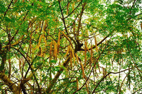 Moringa - Drumstick Tree - Moringa oliefera.