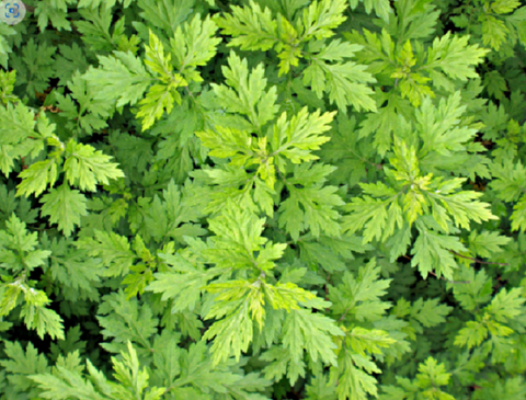 Mugwort - Armoise - Artemisia vulgaris