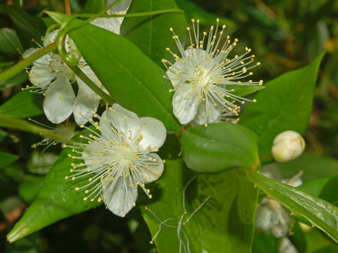 Myrtle (Red) - Myrtus communis