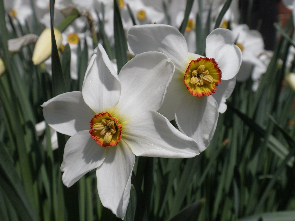 narcissus poeticus narcissus perfume price