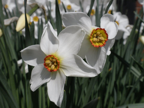 Narcissus Absolute - Pheasant's Eye Narcissus - Narcissus poeticus