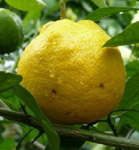 Amanatsu - Kawano natsu daidai - Citrus natsudaidai