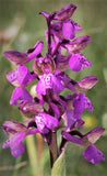 Orchid Hydrosol - Anacamptis morio Hydrosol