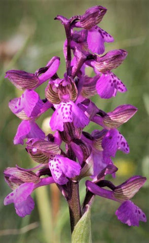 Orchid - Orchis morio