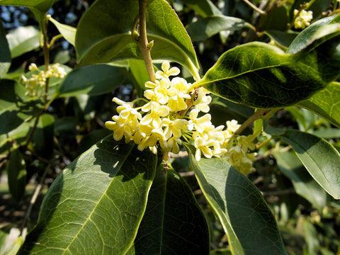 Osmanthus Absolute - Osmanthus fragrans