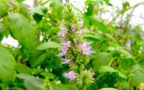 Patchouli Hydrosol - Pogostemum patchouli