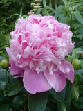 Peony Hydrosol - Paeonia lactiflora Hydrosol