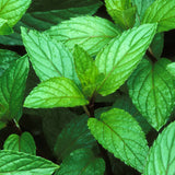 Peppermint & Aloe Vera Foot Cream or Lotion