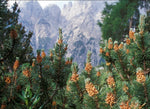 Dwarf Mountain Pine - Pinus mugo
