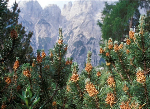 Dwarf Mountain Pine - Pinus mugo
