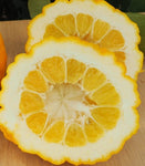Pompia - Pumpia - Citrus medica var. tuberosa