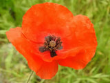 Poppy Hydrosol - Papaver rhoeas Hydrosol