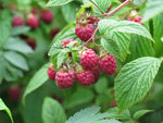 Raspberry Leaf Absolute - Rubus idaeus