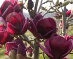 Red Champaca Magnolia Absolute - Michelia champaca