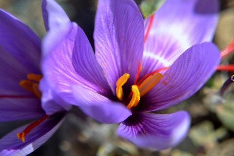 Saffron Absolute - Crocus - Crocus sativus